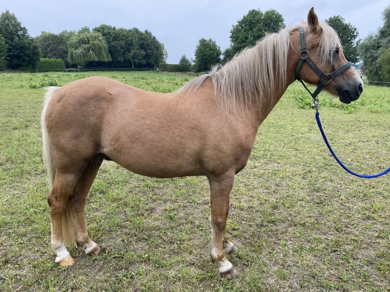 Welsh-B Ruin 16 Jaar 134 cm Palomino in Bad Sulza