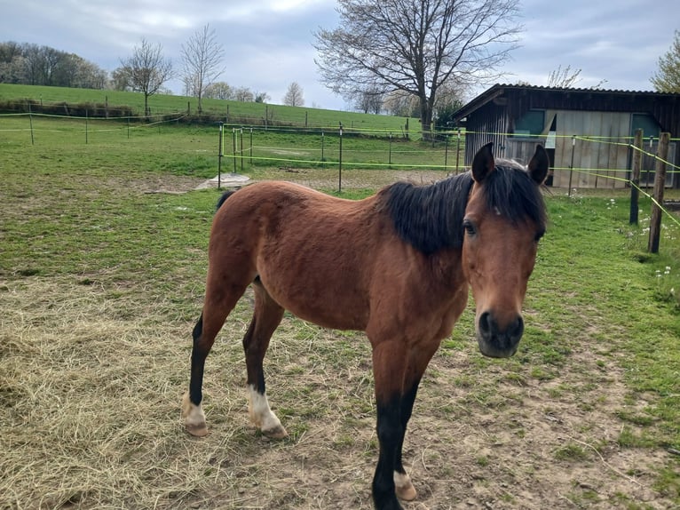 Welsh-B Mix Ruin 16 Jaar 136 cm Bruin in Ruppichteroth