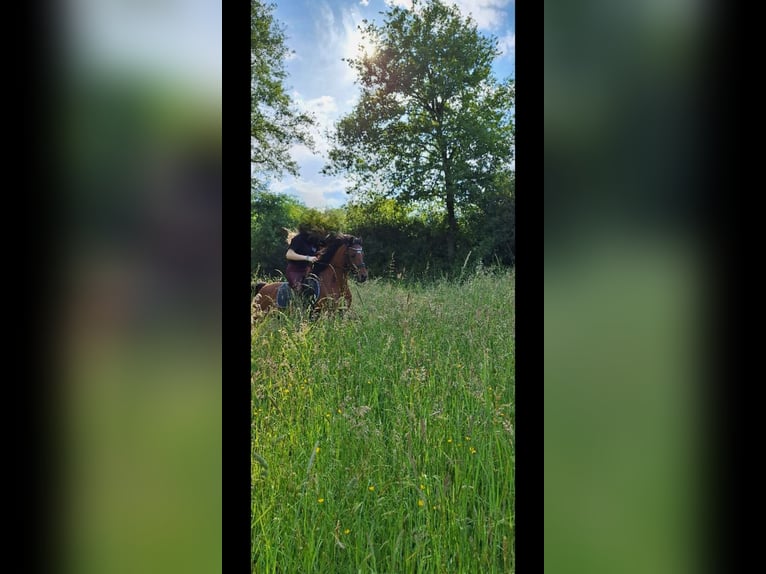 Welsh-B Mix Ruin 16 Jaar 136 cm Bruin in Ruppichteroth