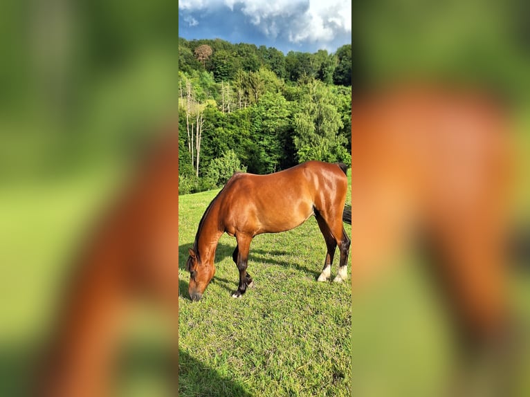 Welsh-B Mix Ruin 16 Jaar 136 cm Bruin in Ruppichteroth