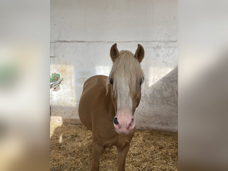 Welsh-B Ruin 16 Jaar Palomino in Herzberg