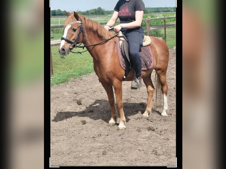 Welsh-B Mix Ruin 17 Jaar 130 cm Vos in Uetersen