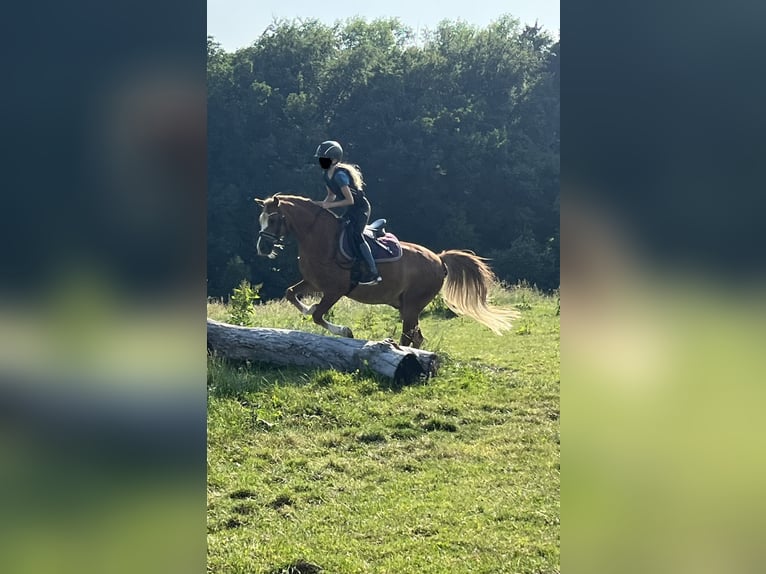 Welsh-B Ruin 17 Jaar 133 cm Vos in Overath