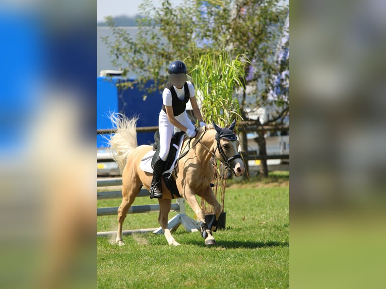 Welsh-B Mix Ruin 17 Jaar 135 cm Palomino in Amtzell