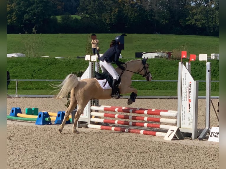 Welsh-B Mix Ruin 17 Jaar 135 cm Palomino in Amtzell