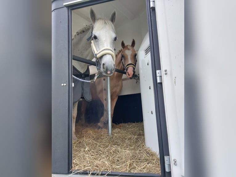 Welsh-B Mix Ruin 17 Jaar 135 cm Palomino in Amtzell