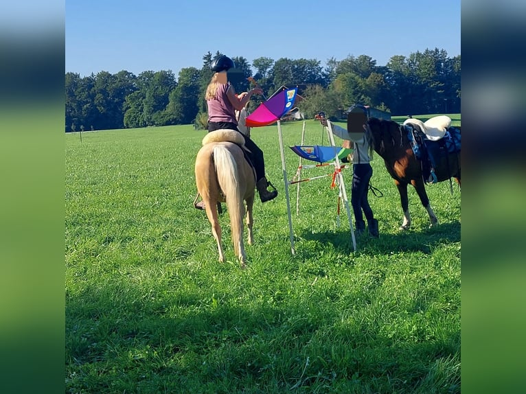 Welsh-B Mix Ruin 17 Jaar 135 cm Palomino in Amtzell