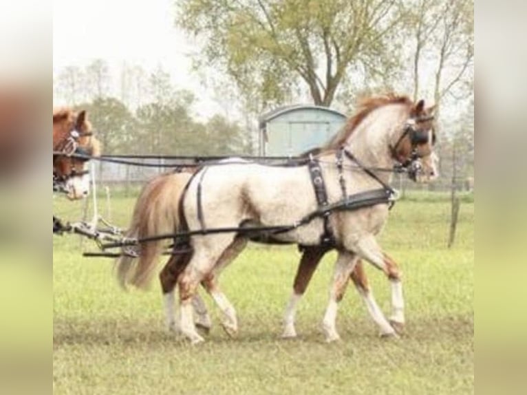 Welsh-B Ruin 18 Jaar 119 cm Roan-Red in Oudenbosch