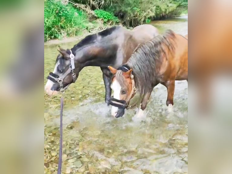 Welsh-B Ruin 19 Jaar 110 cm Donkere-vos in Isny im Allg&#xE4;u