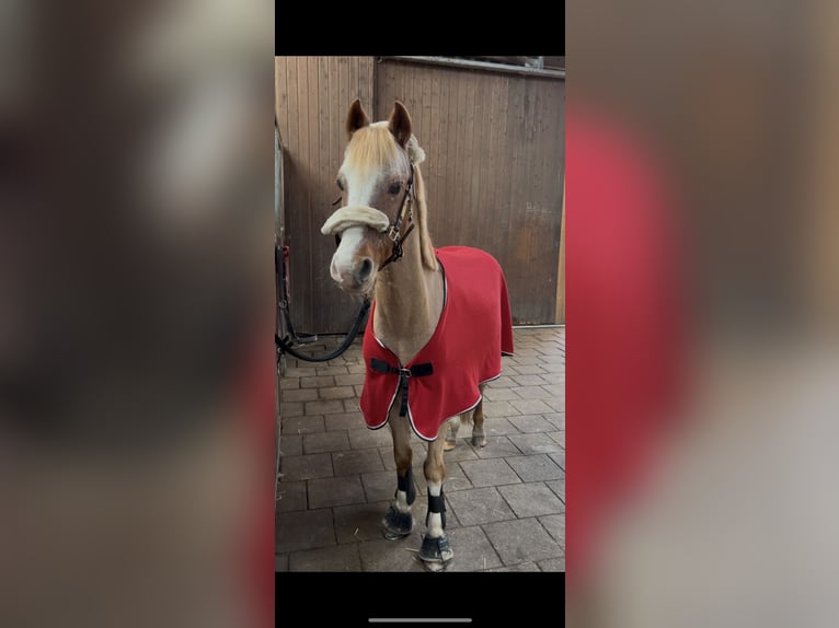 Welsh-B Ruin 19 Jaar 135 cm Rood schimmel in Twist