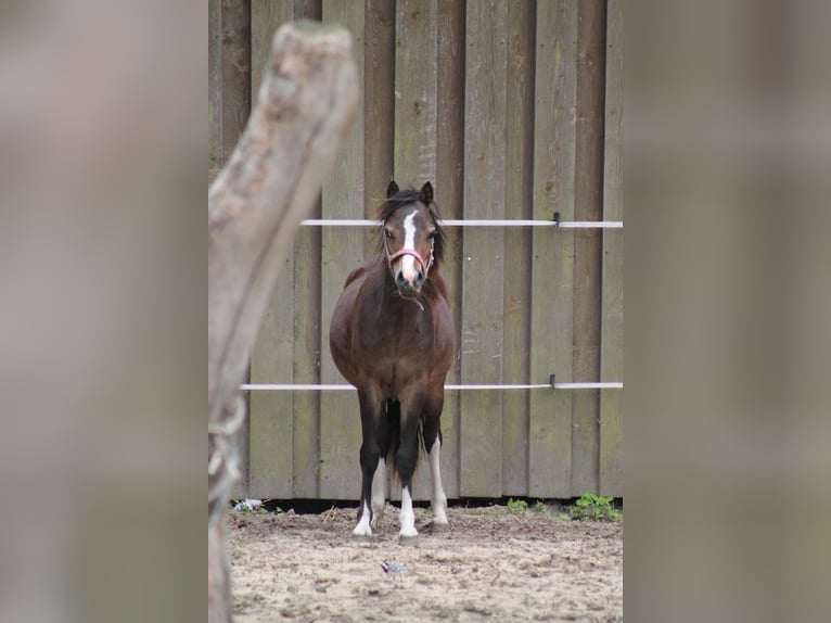 Welsh-B Ruin 1 Jaar 116 cm Bruin in Drensteinfurt