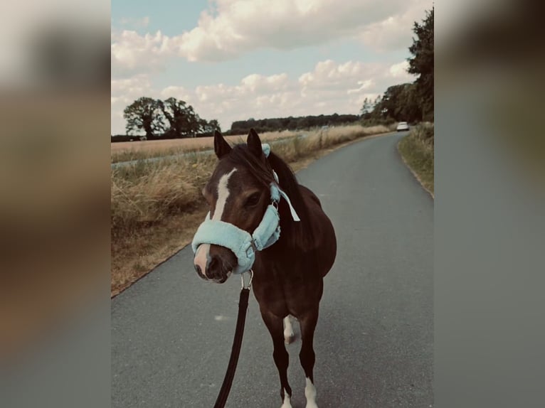 Welsh-B Ruin 1 Jaar 116 cm Bruin in Drensteinfurt