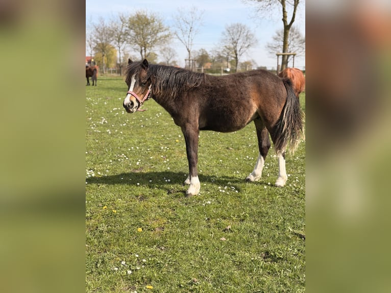 Welsh-B Ruin 1 Jaar 128 cm Donkerbruin in Warendorf