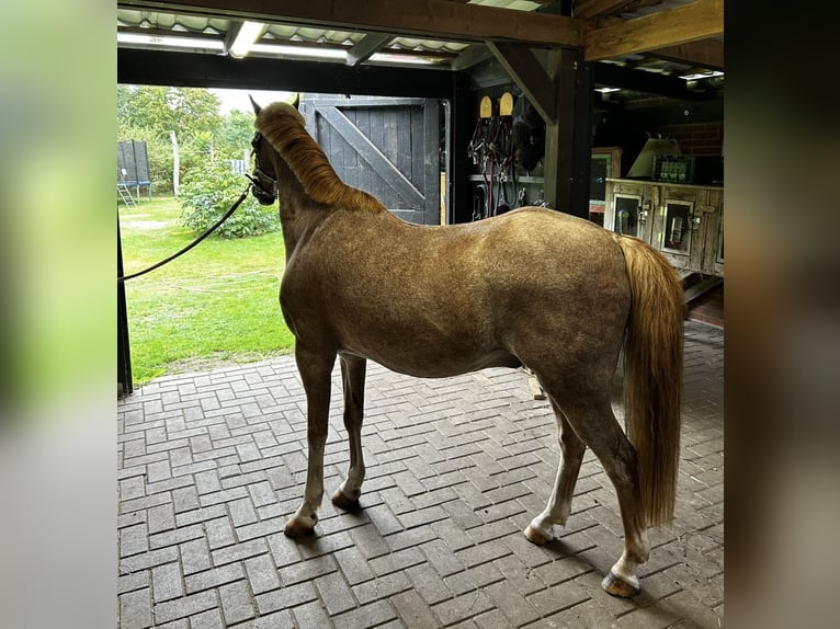 Welsh-B Ruin 20 Jaar 136 cm Rood schimmel in Twist