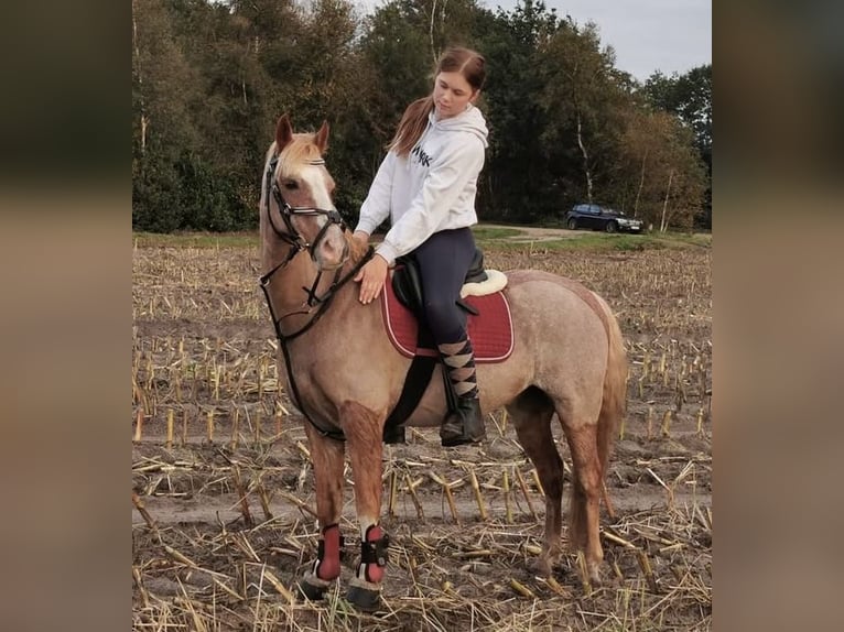 Welsh-B Ruin 20 Jaar 136 cm Rood schimmel in Twist