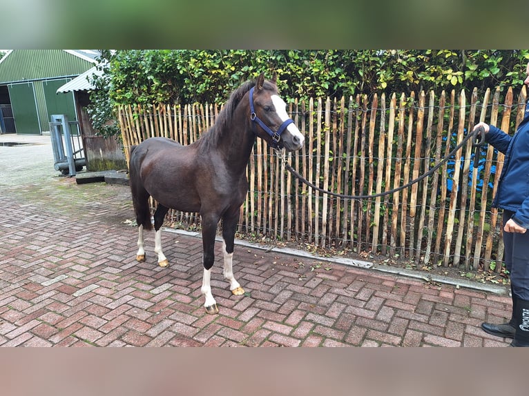 Welsh-B Ruin 2 Jaar 124 cm Donkere-vos in Daarlerveen