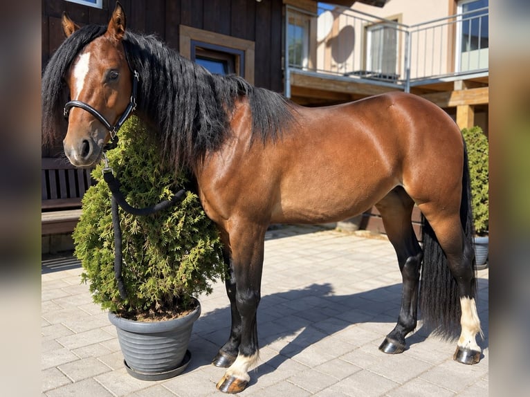 Welsh-B Ruin 2 Jaar 130 cm Bruin in Helpfau