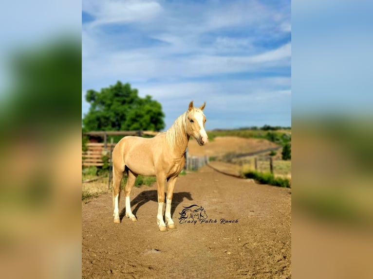 Welsh-B Ruin 2 Jaar 132 cm Palomino in Benton City