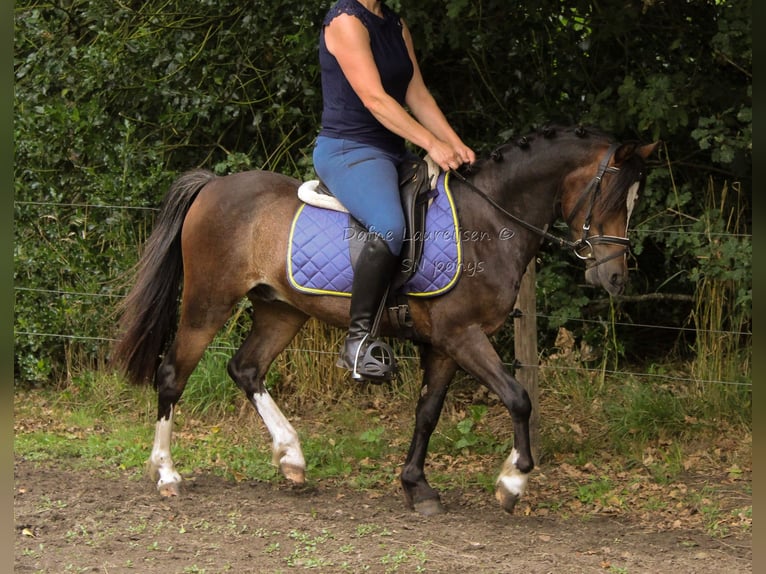 Welsh-B Ruin 3 Jaar 124 cm Donkerbruin in Boxtel