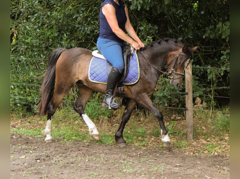 Welsh-B Ruin 3 Jaar 124 cm Donkerbruin in Boxtel