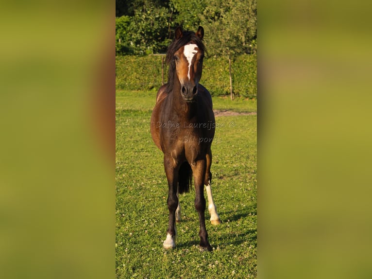 Welsh-B Ruin 3 Jaar 124 cm Donkerbruin in Boxtel