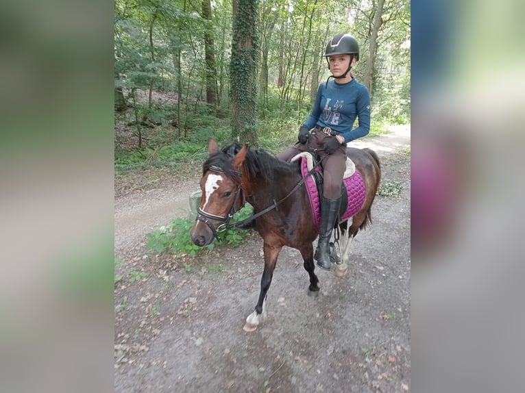 Welsh-B Ruin 3 Jaar 124 cm Donkerbruin in Boxtel