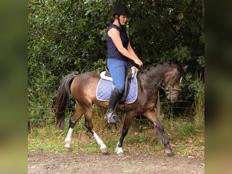 Welsh-B Ruin 3 Jaar 124 cm Donkerbruin in Boxtel