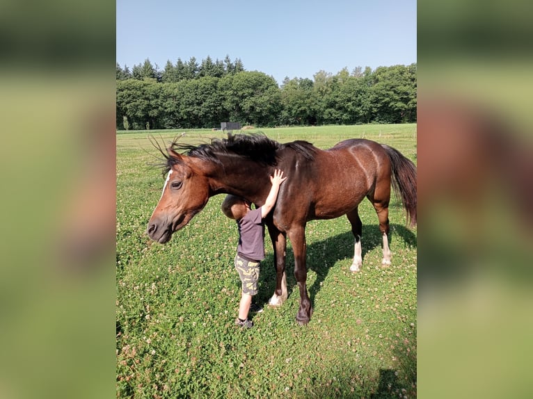 Welsh-B Ruin 3 Jaar 124 cm Donkerbruin in Boxtel