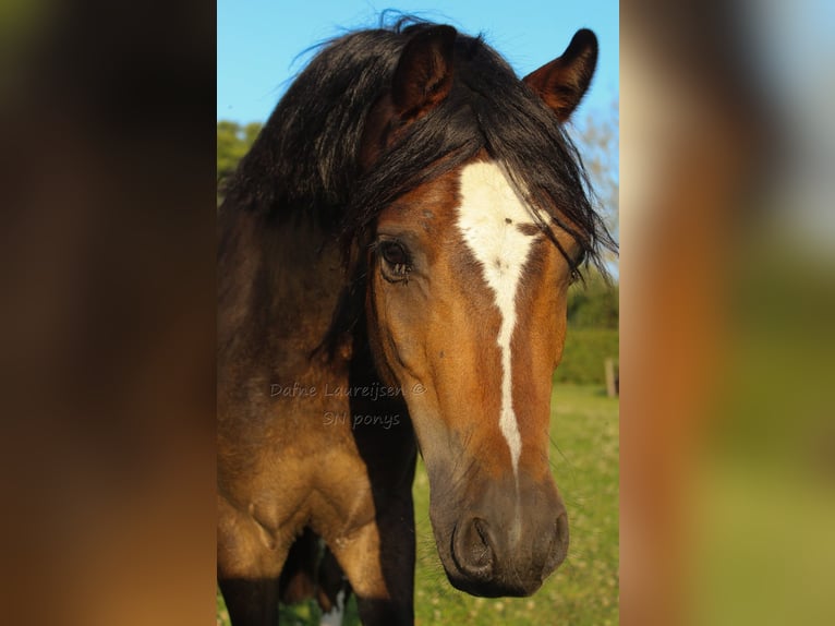 Welsh-B Ruin 3 Jaar 124 cm Donkerbruin in Boxtel