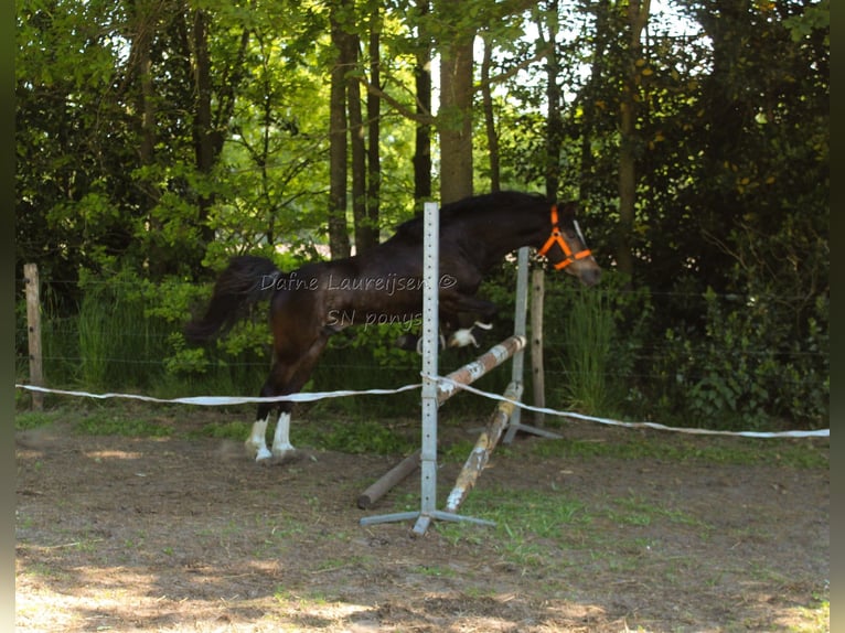 Welsh-B Ruin 3 Jaar 124 cm Donkerbruin in Boxtel