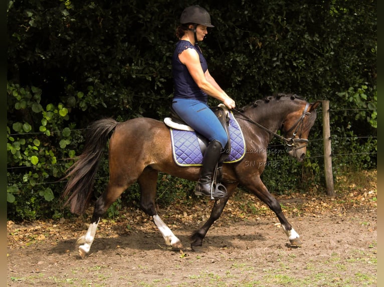 Welsh-B Ruin 3 Jaar 124 cm Donkerbruin in Boxtel