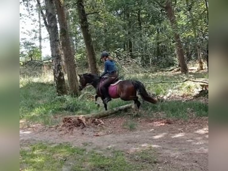 Welsh-B Ruin 3 Jaar 124 cm Donkerbruin in Boxtel