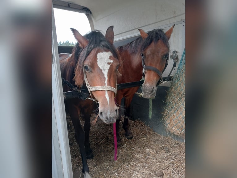 Welsh-B Ruin 3 Jaar 124 cm Donkerbruin in Boxtel