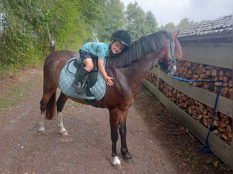 Welsh-B Ruin 3 Jaar 124 cm Donkerbruin in Boxtel