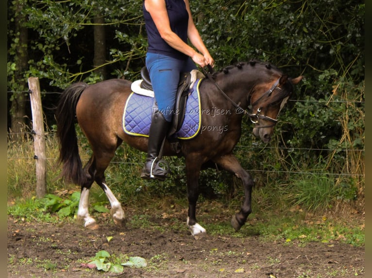 Welsh-B Ruin 3 Jaar 124 cm Donkerbruin in Boxtel