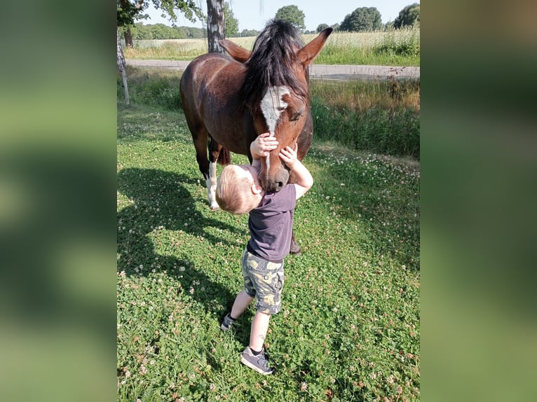 Welsh-B Ruin 3 Jaar 124 cm Donkerbruin in Boxtel