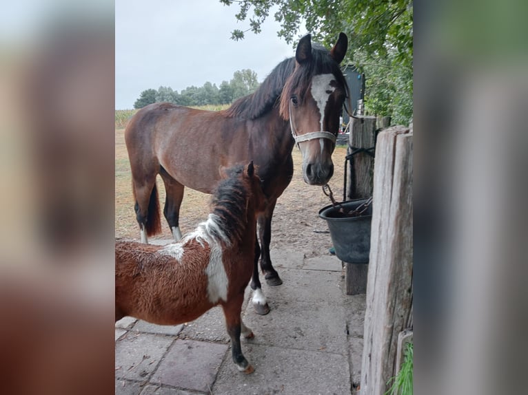 Welsh-B Ruin 3 Jaar 124 cm Donkerbruin in Boxtel