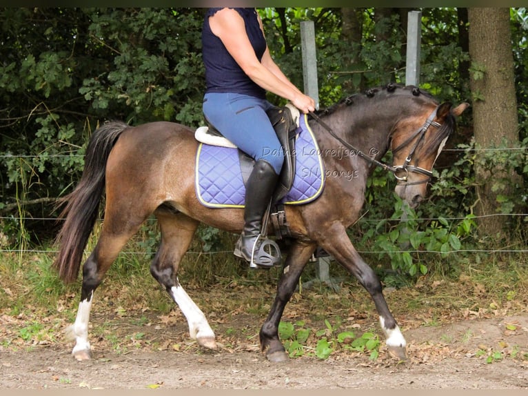 Welsh-B Ruin 3 Jaar 124 cm Donkerbruin in Boxtel