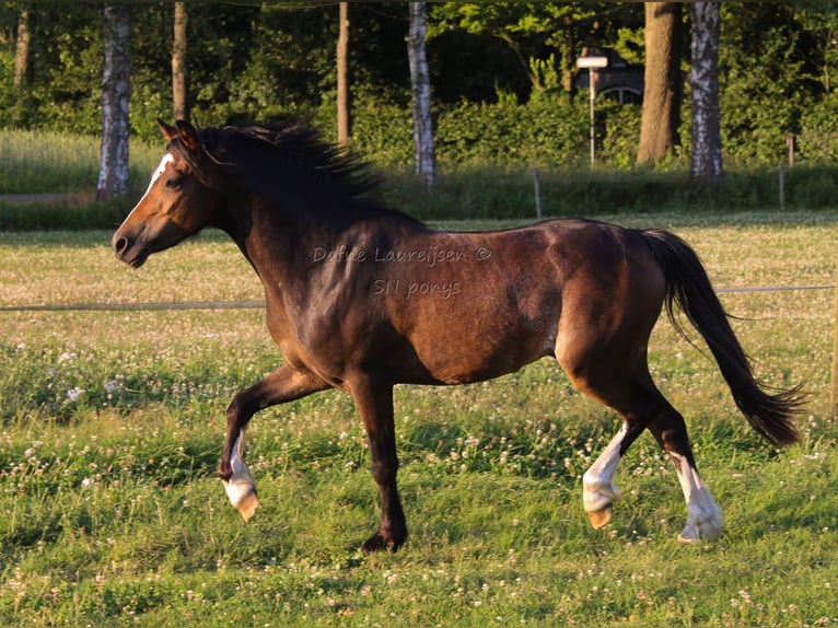 Welsh-B Ruin 3 Jaar 124 cm Donkerbruin in Boxtel