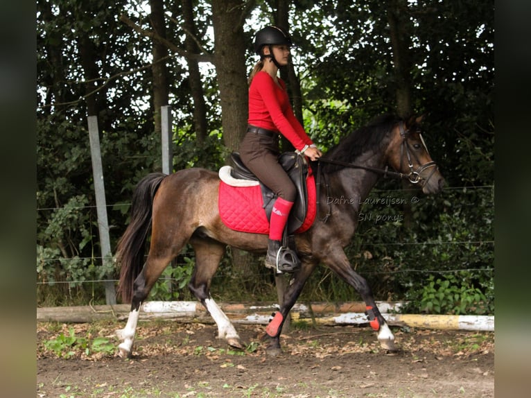 Welsh-B Ruin 3 Jaar 124 cm Donkerbruin in Boxtel