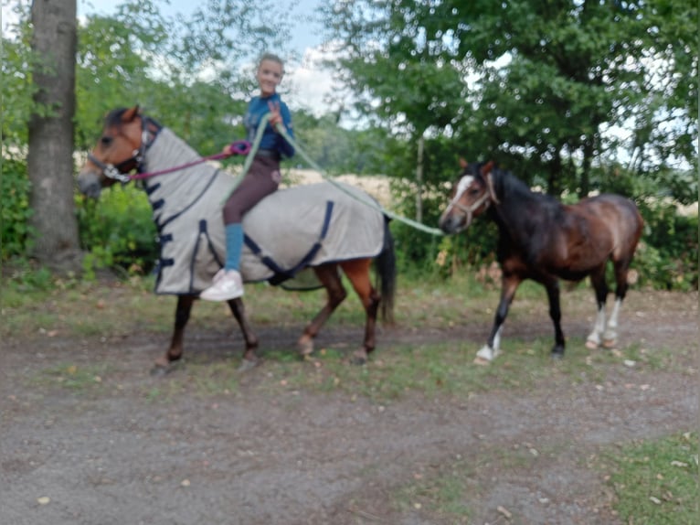 Welsh-B Ruin 3 Jaar 124 cm Donkerbruin in Boxtel