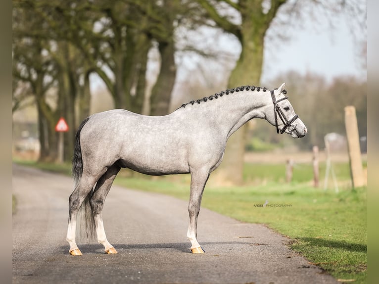 Welsh-B Ruin 3 Jaar 124 cm Schimmel in De Mortel