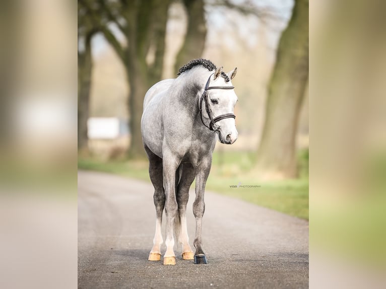 Welsh-B Ruin 3 Jaar 124 cm Schimmel in De Mortel