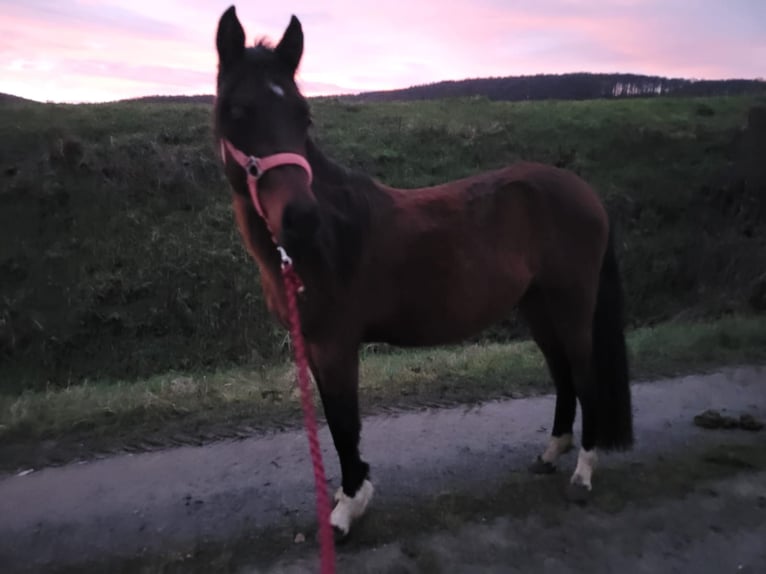 Welsh-B Ruin 3 Jaar 127 cm Bruin in Delligsen