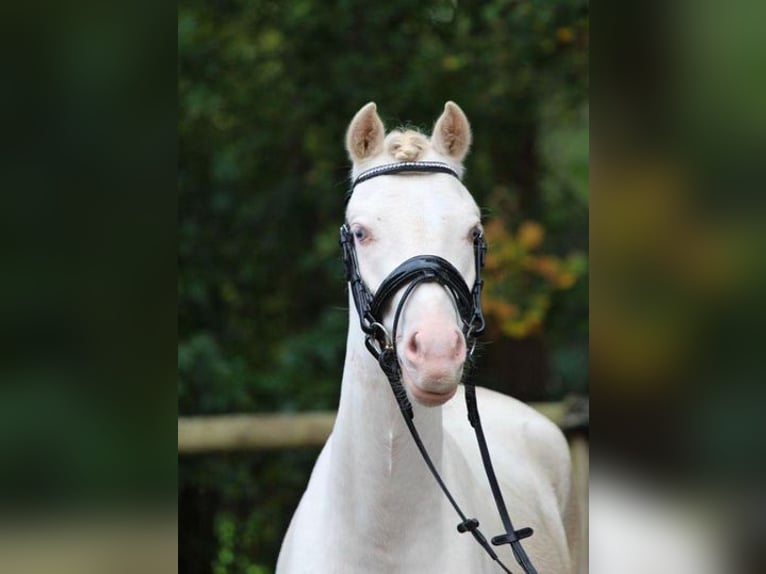 Welsh-B Ruin 3 Jaar 129 cm Schimmel in Loiching