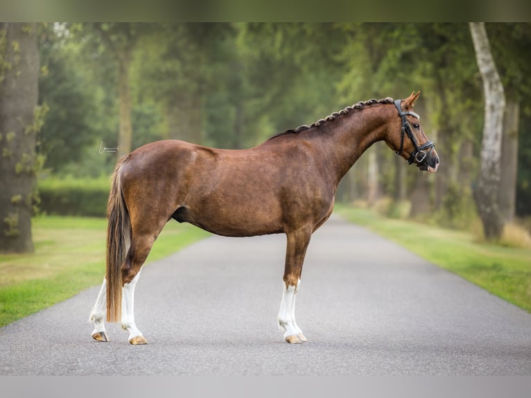 Welsh-B Ruin 3 Jaar 130 cm Palomino in Veendam