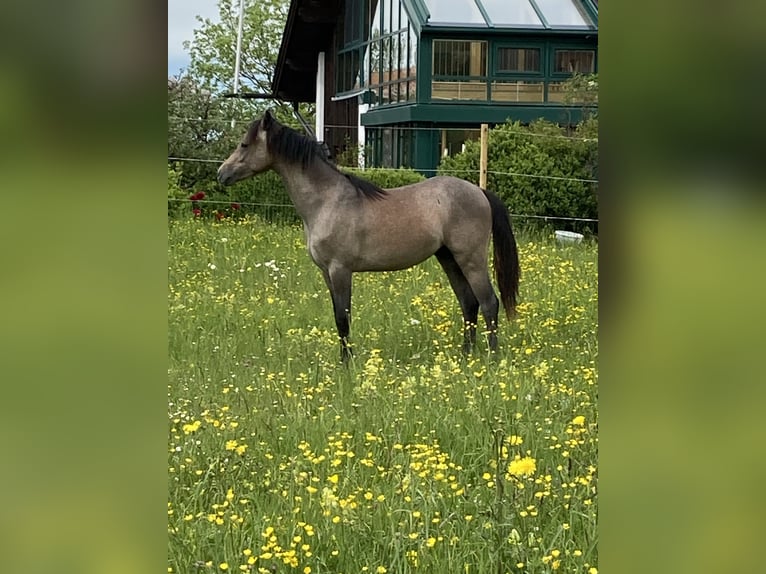 Welsh-B Ruin 3 Jaar 130 cm Roodbruin in Roßhaupten