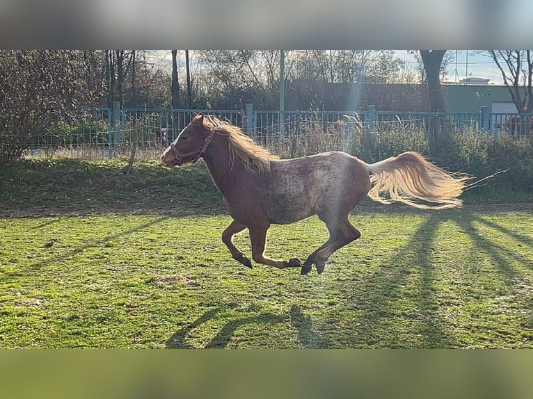 Welsh-B Ruin 3 Jaar 133 cm Roan-Red in Niederzier