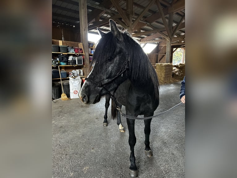 Welsh-B Mix Ruin 3 Jaar 134 cm kan schimmel zijn in Biberbach
