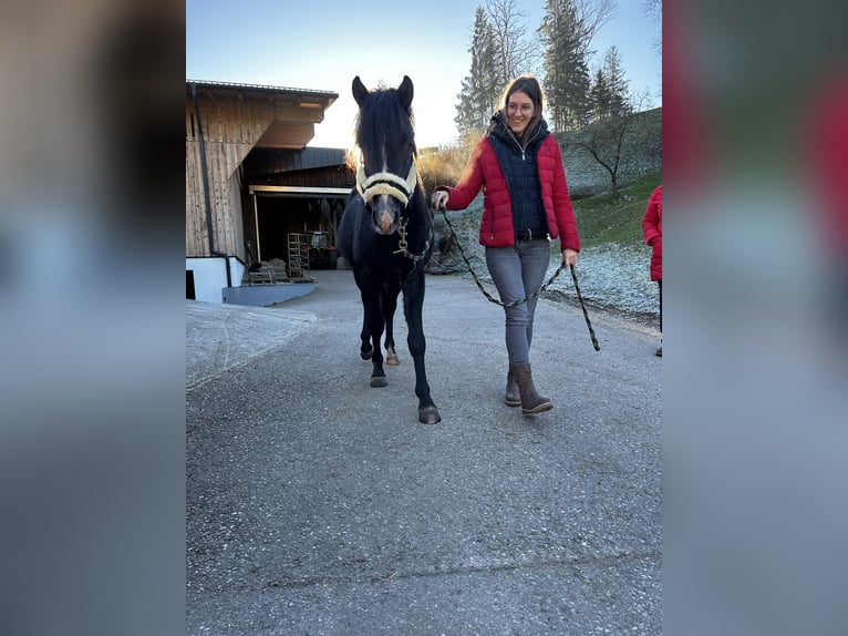 Welsh-B Mix Ruin 3 Jaar 134 cm kan schimmel zijn in Biberbach